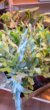 Last inn bildet i Galleri-visningsprogrammet, Phlebodium aureum