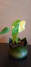 Last inn bildet i Galleri-visningsprogrammet, Monstera deliciosa Thai constellation