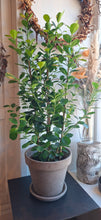 Last inn bildet i Galleri-visningsprogrammet, Ficus microcarpa Moclame