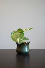 Last inn bildet i Galleri-visningsprogrammet, Monstera deliciosa Thai constellation