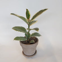 Last inn bildet i Galleri-visningsprogrammet, Ficus Elastica
