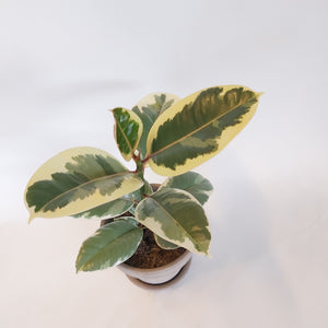 Ficus Elastica