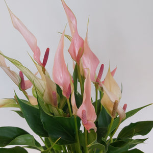 Anthurium Andraeanum