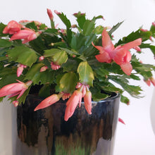 Last inn bildet i Galleri-visningsprogrammet, Schlumbergera Apricot
