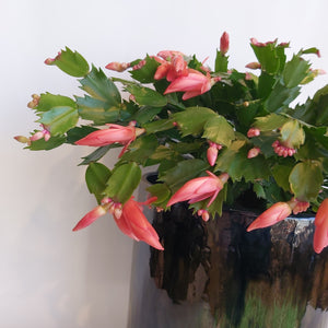 Schlumbergera Apricot