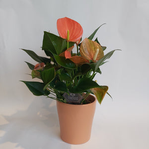 Anthurium Algeria med krukke