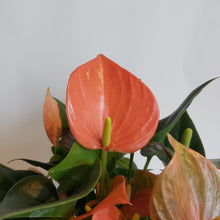 Last inn bildet i Galleri-visningsprogrammet, Anthurium Algeria med krukke
