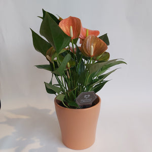 Anthurium Algeria med krukke