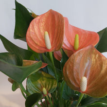 Last inn bildet i Galleri-visningsprogrammet, Anthurium Algeria med krukke
