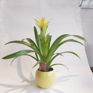 Guzmania Desire