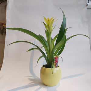 Guzmania Desire