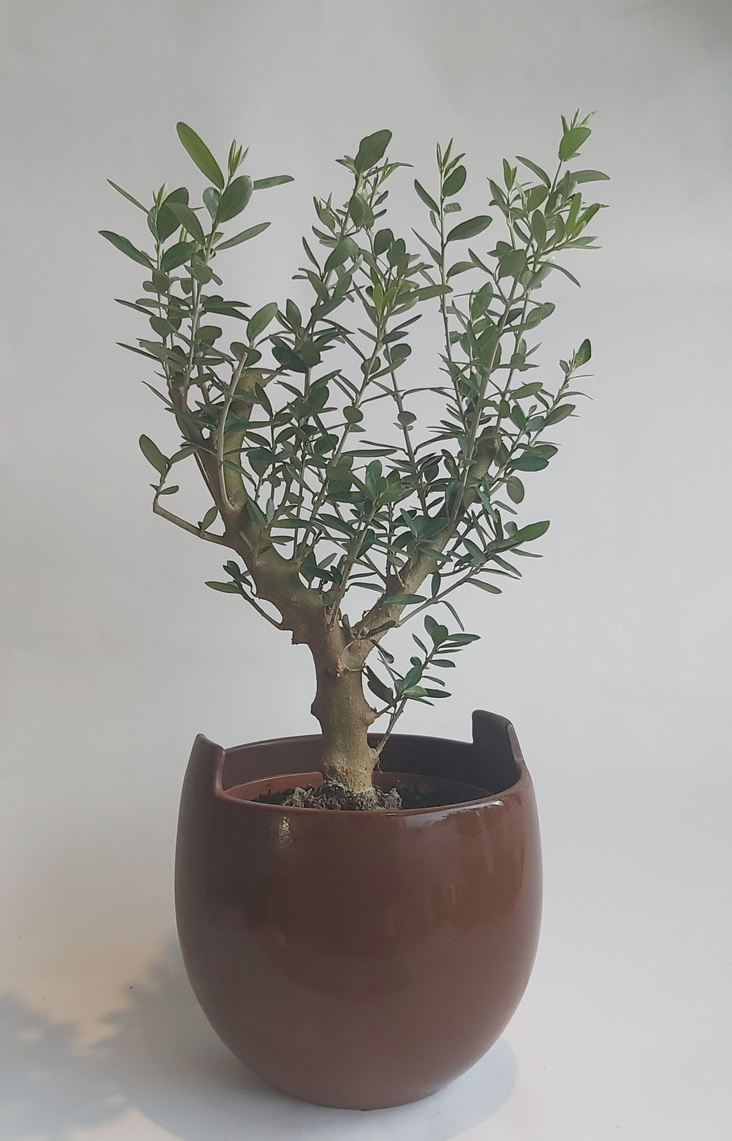 Olea europaea