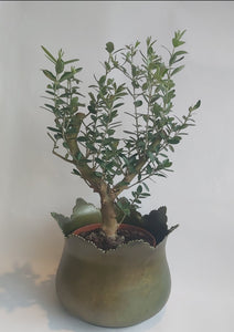 Olea europaea