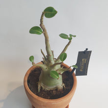 Last inn bildet i Galleri-visningsprogrammet, Adenium Baobab
