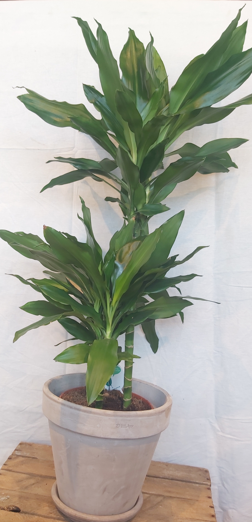 Dracaena