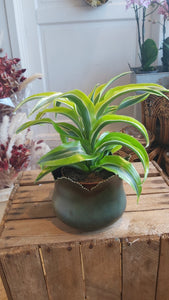 Dracena