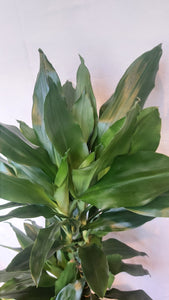 Dracaena