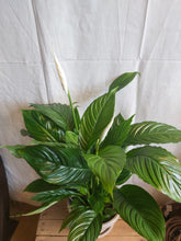 Last inn bildet i Galleri-visningsprogrammet, Spathiphyllum Vivaldi
