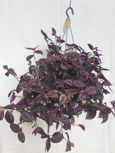 Tradescantia