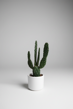 Load image into Gallery viewer, Opunita kaktus
