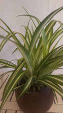 Last inn bildet i Galleri-visningsprogrammet, Chlorophytum comosum &#39;variegatum&#39;
