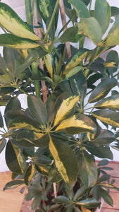 Schefflera Gold Capella