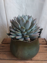 Last inn bildet i Galleri-visningsprogrammet, Pachyphytum Draco
