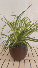 Last inn bildet i Galleri-visningsprogrammet, Chlorophytum comosum &#39;variegatum&#39;
