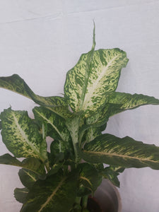 Dieffenbachia Mars