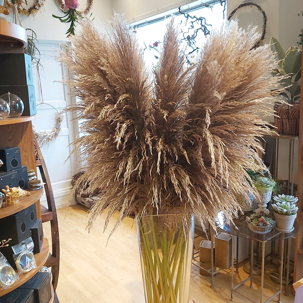 Cortaderia pampasgress